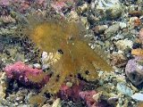 lembeh2013005F