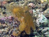 lembeh2013005G