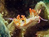 lembeh2013009I