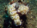 lembeh2013009L