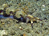 lembeh2013009O