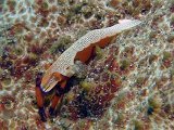 lembeh2013014AA