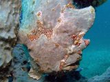 lembeh2013016E