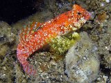 lembeh2013018AB