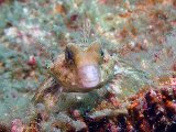 lembeh2013018B