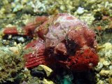 lembeh2013026