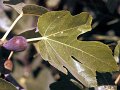 Samos79-096