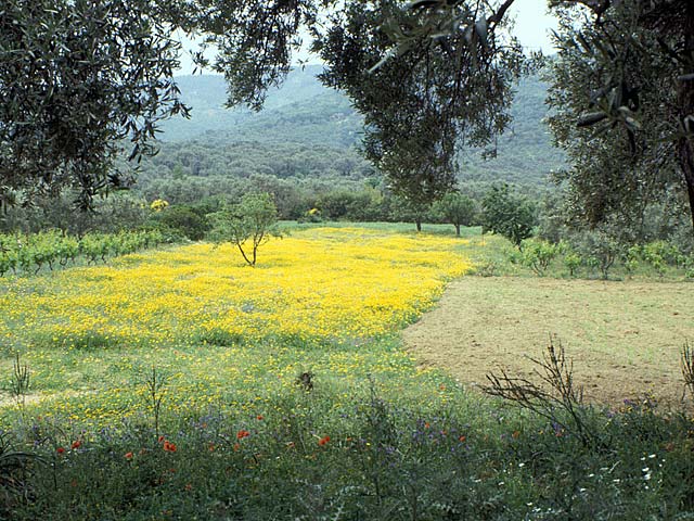 Skiathos78-020.jpg