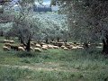 Skiathos78-014