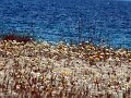 Skiathos78-040