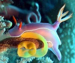 Nacktschnecke Hypselodoris Bullockii beim Eierlegen