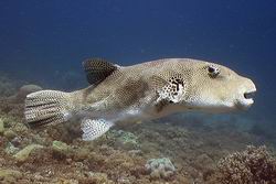 Kugelfisch