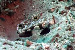 Zweipunktgrundel (Crab eye Goby)