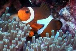 Clownfisch