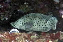 Barramundi