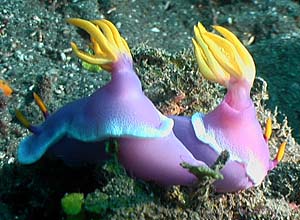 Hyselodoris Bullocckii