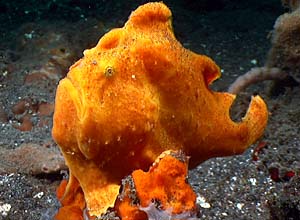 Frogfish