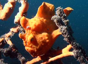 Frogfish als Artist