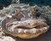 Krokodilfisch