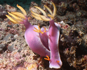 Hypselodoris Bullockii - Nacktschnecken