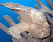 Frogfish
