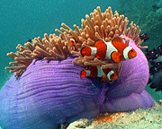 Anemonen fische