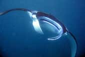 Manta in Sangalaki