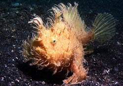 haariger Krtenfisch - hairy Frogfish