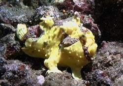 Clown Frogfish