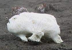 weisser Krtenfisch - white Frogfish