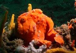 oranger Krtenfisch - orange Frogfish
