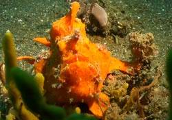 oranger Krtenfisch - orange Frogfish