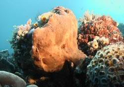 groer Krtenfisch - Giant Frogfish