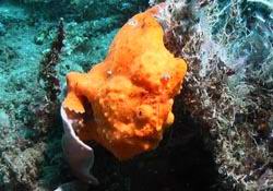 oranger Krtenfisch - orange Frogfish