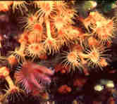 Anemonies