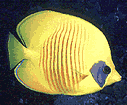 Masked Butterflyfish