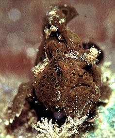 little brown Frog Fish - shot at Hairball KBR