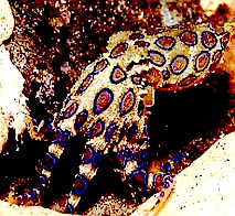 Blue ringed Octopus - shot at MUREX Housereef