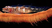 Gorgonian Goby