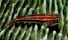 striped triplefin Blenny