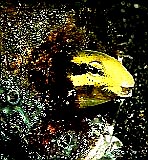 Blenny living in a Pipe