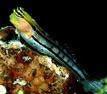 Clown Blenny