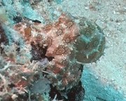 blue ringed octopus