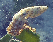 blue ringed octopus