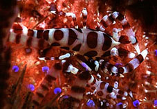 Coleman Shrimps in a toxic Seaurchin - shot at Jico Yansi Lempeh straits