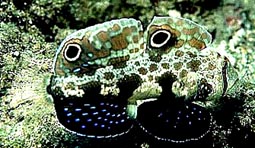 Twin spotted Goby