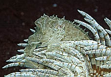 Cuttlefish on a white Fanworm - shot at Hairball KBR