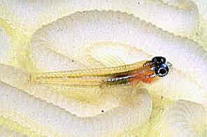 Goby