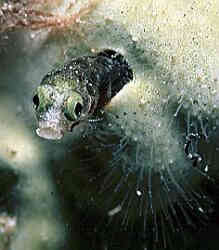 Sekretary Blenny