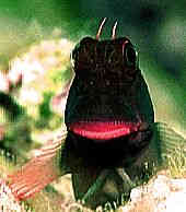 pink lipped Blenny